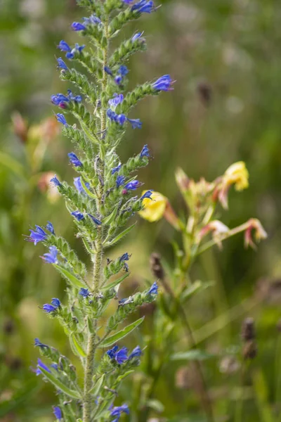 Garden Flowers Bloom German Cottage Garden Summer Month July — ストック写真