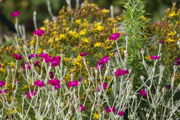 Garden Flowers Bloom German Cottage Garden Summer Month July — Stockfoto