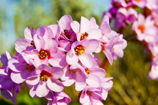 Bergénie růžový květ Stock Snímky