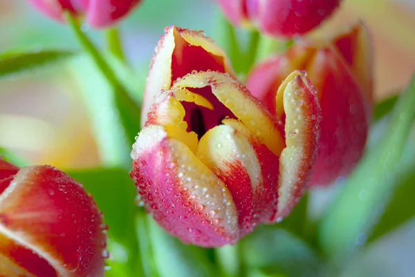 Tulips — Stock Photo, Image