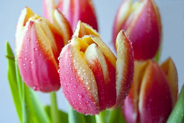 Tulips — Stock Photo, Image