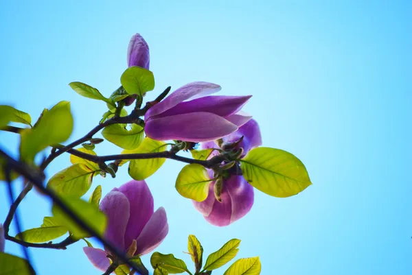 Magnolia blossoms — Stock Photo, Image