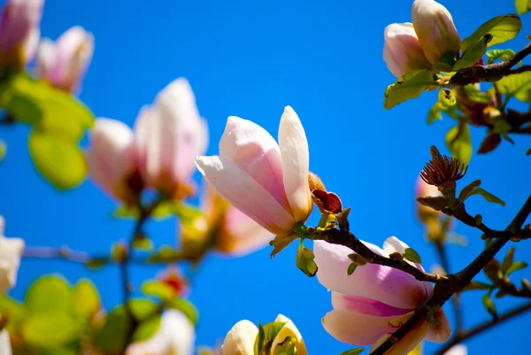 Magnolia blossoms — Stock Photo, Image