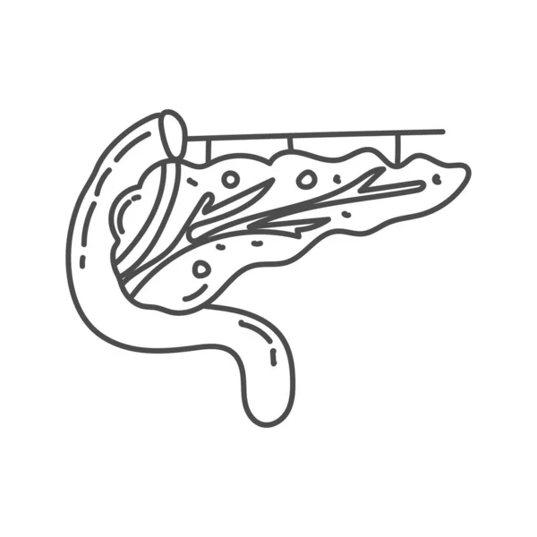Mänsklig Bukspottkörtel Handritad Illustration För Utbildningsändamål Skolor Eller För Barn — Stock vektor