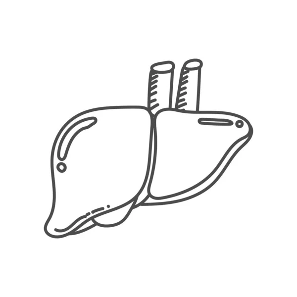 Ilustração Desenhada Mão Fígado Humano Para Fins Educativos Nas Escolas — Vetor de Stock