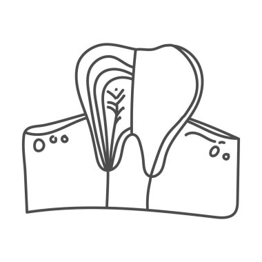 Eğitimsel amaçlar için uygun insan diş organı anatomisinin elle çizilmesi ve çocuklar için boyama kitapları