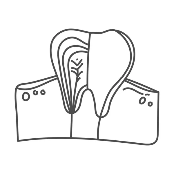 Ilustración Dibujada Mano Anatomía Órganos Dentales Humanos Adecuada Para Fines — Vector de stock