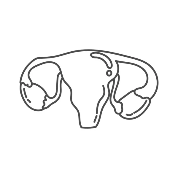Ilustración Dibujada Mano Anatomía Órganos Reproductivos Femeninos Seres Humanos Adecuada — Vector de stock