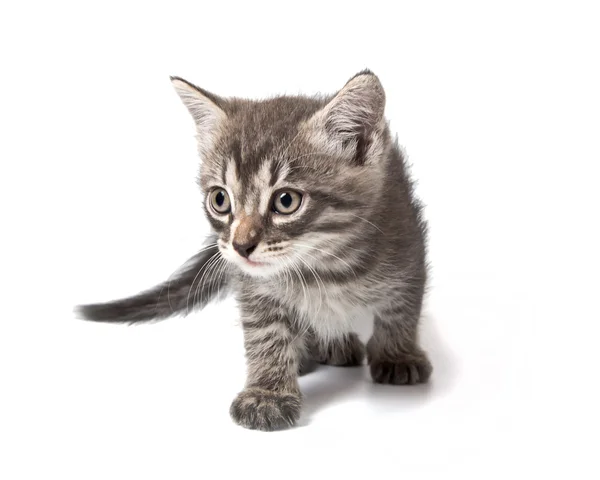küçük şirin Gri kedi gizlice