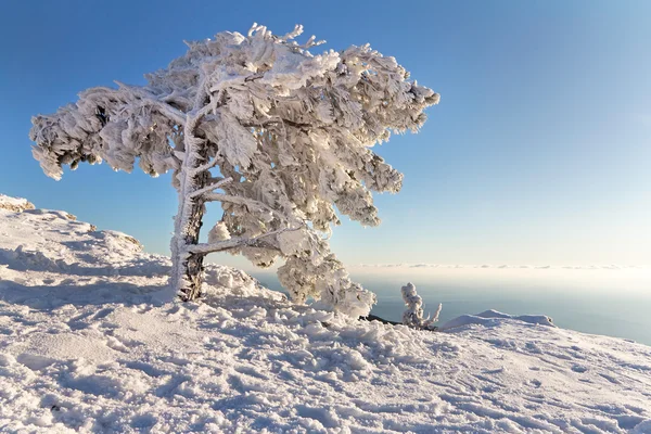 Tallen under snön i bergen — Stockfoto