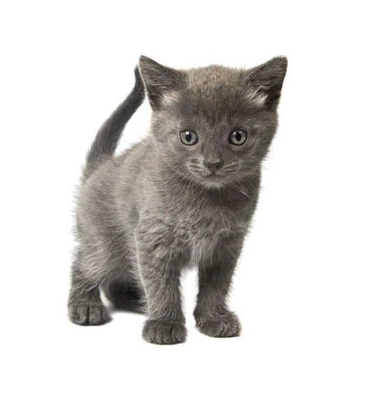 Petit chaton gris — Photo