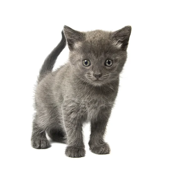 灰色の子猫 ストックフォト