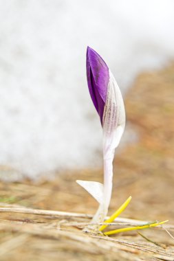 Yeni doğan Çiğdem