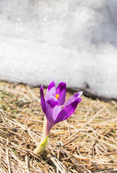 Lente in mountines — Stockfoto