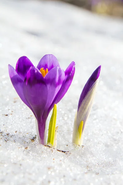 桃花番红花和芽 — 图库照片