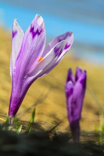 Iki çiğdemler, seçici odak — Stok fotoğraf