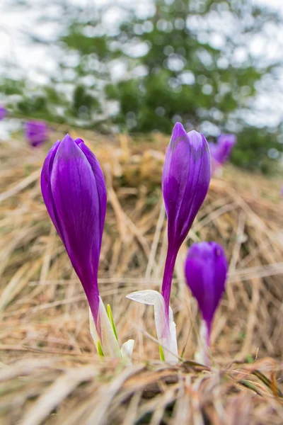 Üç çiğdemler — Stok fotoğraf