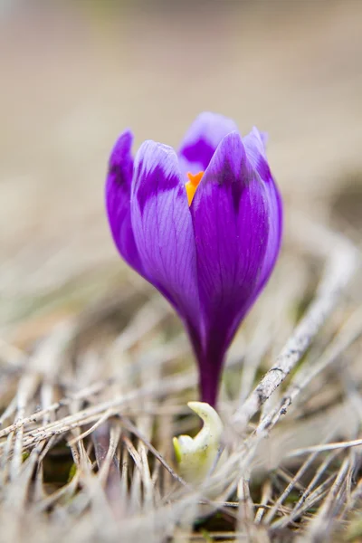 Çiğdem, seçici odak — Stok fotoğraf