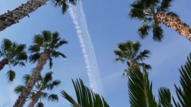 Palms Los Angeles, Kaliforniya, ABD 'de. Pasifik Okyanusu 'ndaki Santa Monica ve Venice Sahili' nin yaz estetiği. Açık mavi gökyüzü ve simgesel palmiye ağaçları. Hollywood 'daki Beverly Hills' in atmosferi. LA titreşimleri