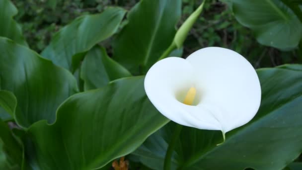 Witte calla lelie bloem en donkergroene bladeren. Elegante bloesem. Exotische tropische jungle regenwoud, stijlvolle trendy botanische sfeer. Natuurlijk levendig groen, paradijselijke esthetiek. Trommelplant — Stockvideo