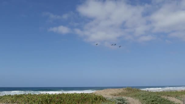Пеликаны летают в небе над тихоокеанским побережьем Калифорнии США. Птицы и океан. Стая пелекана в воздухе. — стоковое видео
