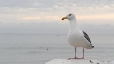Beyaz martı, California Pasifik Okyanusu Sahili. Güzel kuş Oceanside 'daki iskeleye yakın..