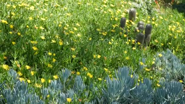 Isväxt saftig trädgårdsskötsel i Kalifornien, USA. Trädgårdsdesign. Naturliga botaniska prydnadsväxter mexikanska krukväxter och blommor, torra öken blomsterodling. Lugn atmosfär. Surt eller hottentot fikon — Stockvideo