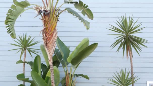 Strelitzia pássaro da flor do paraíso, Califórnia sonhando EUA. Estética de verão de Santa Monica e Venice Beach no oceano Pacífico. Atmosfera de Hollywood. Parede de madeira azul, LA primavera vibrações frescas — Vídeo de Stock