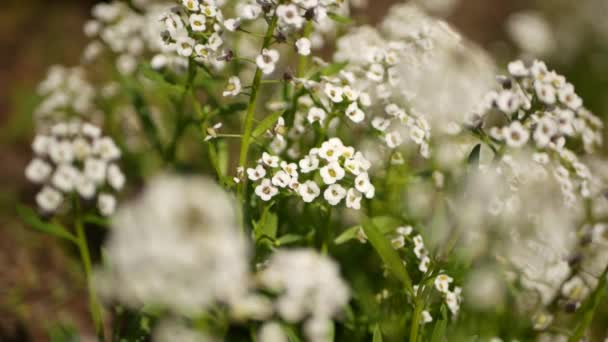 Kaliforniya, ABD 'de, bahçede yumuşak beyaz çiçekler. Bahar zamanı çayır romantik atmosfer, sabah taze yeşillik. Taze bahar bahçesi ya da yumuşak odak noktasında lea. Doğal botanik çiçeği. Yakın plan. — Stok video