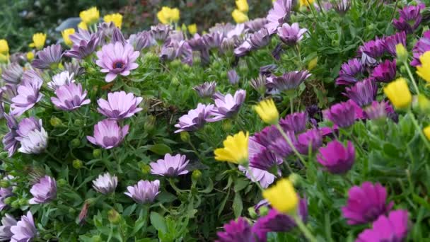 Daisy ya da Marguerite renkli çiçekler, California USA. Aster ya da Cape Marigold çok renkli mor menekşe çiçeği. Evde bahçe işleri, Amerikan dekoratif ev bitkisi, doğal botanik atmosfer. — Stok video