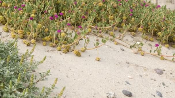 Creeper plant on pacific ocean sandy beach, California coast, USA. Sand, tiny flowers, stones and greenery by the sea. Natural botanical flora in Encinitas, where people restore the coastal ecosystem — Stock Video