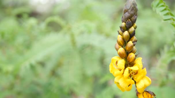 Kwiat senny afrykańskiej, ogród w Kalifornii, USA. Naturalne botaniczne zbliżenie tła. Żółty kwiat w wiosennym ogrodzie rano, świeża wiosenna flora w miękkiej ostrości. Soczysta roślina ze świecznika. — Wideo stockowe