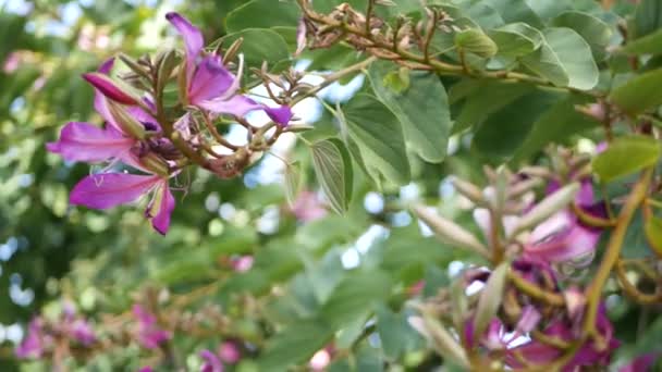 Flor de flor de árbol de orquídea bauhinia púrpura, California, EE.UU. Violeta exótica floración tropical, selva selva atmósfera suave foco. Vivid dark magenta natural botánico floral delicados pétalos de cerca — Vídeos de Stock