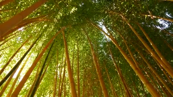 Bambuswald, exotisch asiatische tropische Atmosphäre. Grüne Bäume im meditativen Feng Shui Zen Garten. Ruhigen ruhigen Hain, Morgenharmonie Frische im Dickicht. Japanische oder chinesische natürliche orientalische Ästhetik — Stockvideo