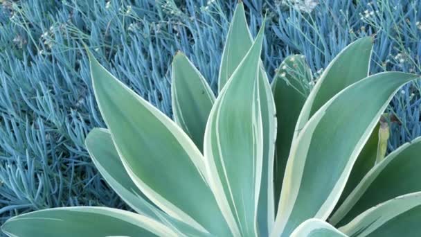 Μπλε φύλλα αγαύης, χυμώδης κηπουρική στην Καλιφόρνια των ΗΠΑ. Σχεδιασμός κήπου, φυτό ή αλόη του αιώνα γιούκα. Φυσικό βοτανικό διακοσμητικά μεξικάνικα φυτά, άνυδρη ανθοκομία της ερήμου. Ηρεμία ατμόσφαιρα. — Αρχείο Βίντεο