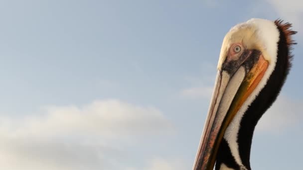 Vadbarna pelikán a mólón, Kalifornia óceán partján, USA. Parti pelecanus, nagy madár. Nagy csőrű csőr — Stock videók