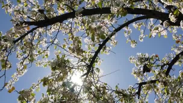 Cseresznyefa tavaszi fehér virága, Kalifornia, USA. Finom, lágy sakura virágok körte, alma vagy sárgabarack. Tavasszal friss romantikus hangulat, tiszta botanikai virágzás, puha fókusz bokeh. — Stock videók