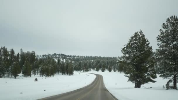 冬の森の中の雪、自動車の運転、冬のユタ州の道路の旅米国。針葉樹、フロントガラスを介して車からの眺め松。クリスマス休暇、ブライスキャニオンへの12月の旅。森へのエコツーリズム — ストック動画