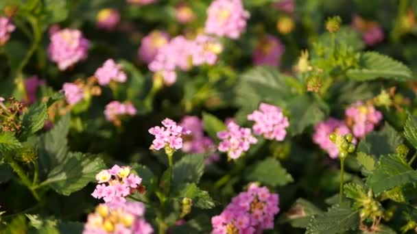 Lantara camara amarelo flor rosa no jardim Califórnia EUA. Umbelanterna primavera pura flor colorida, atmosfera botânica romântica delicada flor concurso. Primavera cores claras. Manhã calma e fresca — Vídeo de Stock