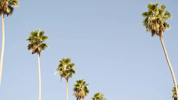 Пальмы в Лос-Анджелесе, Калифорния, США. Летняя эстетика Санта-Моники и Венецианского пляжа на Тихом океане. Чистое голубое небо и знаковые пальмы. Атмосфера Беверли-Хиллз в Голливуде. LA vibes — стоковое фото