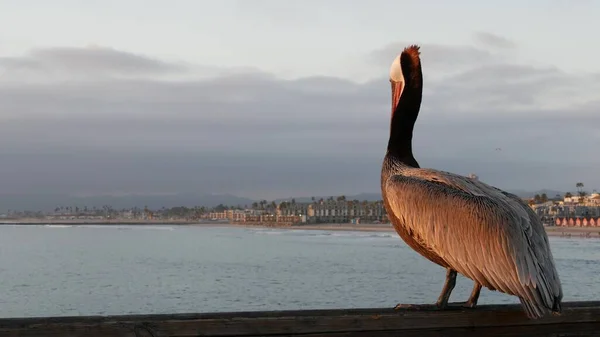 Pélican brun sauvage sur la jetée, Californie océan plage États-Unis. Pelecanus côtier, gros oiseau. Grand bec bec de bec — Photo