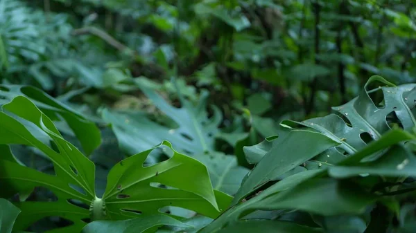 Suasana tropis hutan hujan monstera eksotis. Daun daun daun segar yang berair, amazon padat ditumbuhi hutan dalam. Gelap alami dedaunan subur. Ekosistem Evergreen. Surga ketenangan estetika — Stok Foto