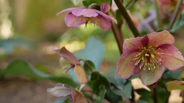 Helleborus зимний розовый цветок в лесу, Калифорния США. Постная роза цветущая весна расцветает, утренняя атмосфера, нежный ботанический цветочный цветок. Весенняя фея свежесть, полевой цветок в лесу — стоковое фото