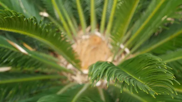 Листья Cycad в лесу, Калифорния, США. Зеленый свежий сочный натуральный ботанический фильтрат. Пальмовая пышная листва Enhalartos или Zaceae dioon. Дизайн сада тропических джунглей — стоковое фото