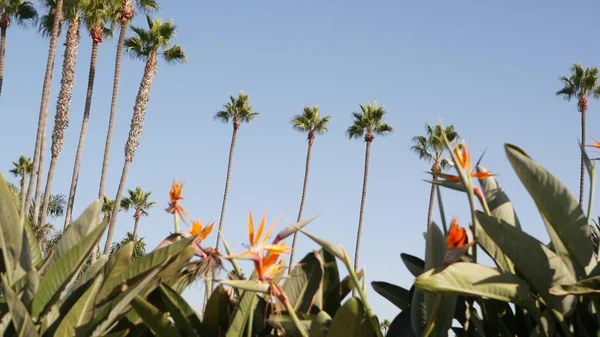 Palmy w Los Angeles, Kalifornia, USA. Letnia estetyka Santa Monica i Venice Beach na Pacyfiku. Ptak Strelitzia z rajskiego kwiatu. Atmosfera Beverly Hills w Hollywood. Wibracje LA — Zdjęcie stockowe