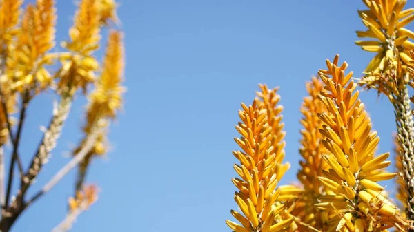 Алое сукулентна рослина жовта квітка, Каліфорнія США. Пустельна флора сухий клімат природної ботаніки на задньому плані. Яскравий оранжевий цвіт Aloe Vera. Садівництво в Америці, росте з кактусом і агавою. — стокове фото
