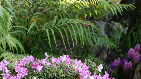 Azalea rhododendron purple flower in forest, California USA. Springtime morning atmosphere, delicate violet pink blossom, green fern plant frond leaves. Spring fairy botanical pure freshness in wood — Stock Photo, Image