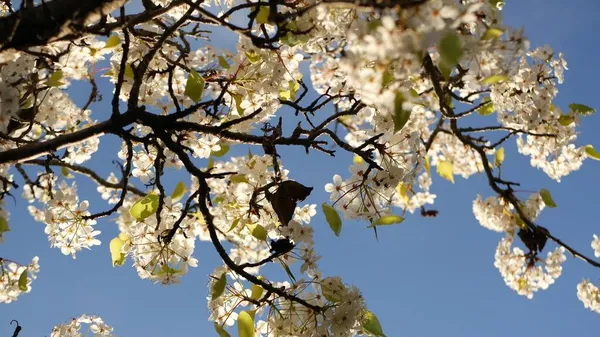 Flor blanca primaveral de cerezo, California, EE.UU. Delicadas flores de sakura tiernas de pera, manzana o albaricoque. Ambiente romántico fresco de primavera, flor botánica pura, enfoque suave bokeh. — Foto de Stock