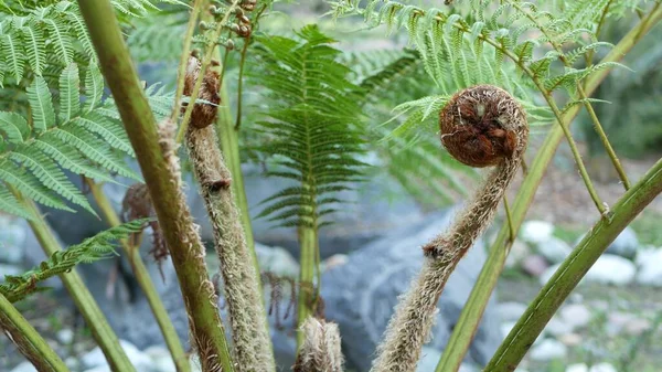 Varen verse nieuwe jonge groene bladeren. Exotische tropische amazone jungle regenwoud trendy botanische sfeer. Natuurlijk weelderig gebladerte levendig groen, paradijs esthetisch. Plantenblad in bos, bosecosysteem — Stockfoto