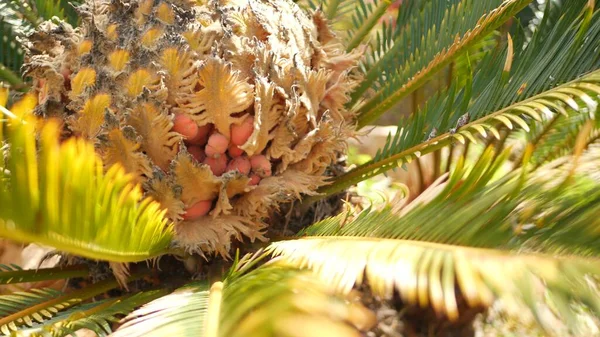 美国加利福尼亚州森林中的Cycad fern叶子。绿色新鲜多汁的天然植物叶子.头状花序或杜鹃科，棕榈郁郁葱葱的叶子。热带雨林森林大气园林设计 — 图库照片